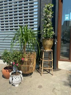 Feng Sway Tulum Bamboo Plant Basket ~ Two Sizes 6-7