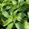 Feng Sway PRE-ORDER Lemon Lime Dracaena ~ Live Plant