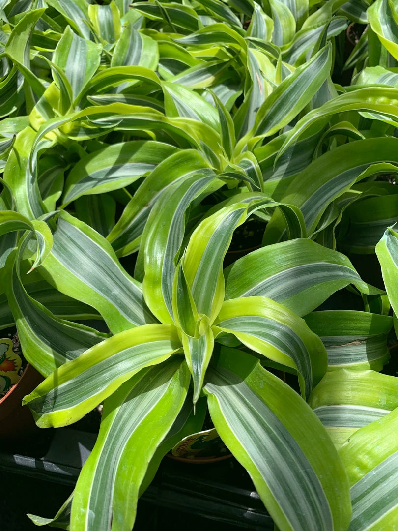 Feng Sway PRE-ORDER Lemon Lime Dracaena ~ Live Plant 3 Feng Sway PRE-ORDER Lemon Lime Dracaena ~ Live Plant