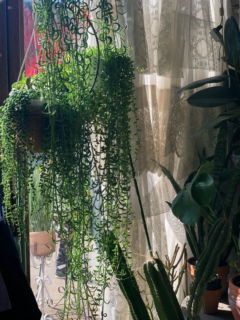 Feng Sway String Of Bananas ~ Live Plant LIVE PLANTS 4 Feng Sway String Of Bananas ~ Live Plant LIVE PLANTS