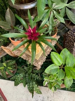 Feng Sway LIVE PLANTS Bromeliad ~ Live Plant