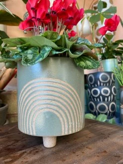 Feng Sway Sage Rainbow Footed Planter