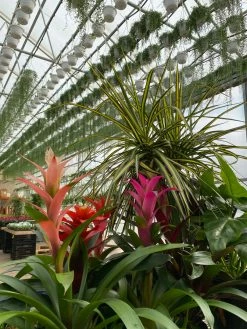 Feng Sway LIVE PLANTS Bromeliad ~ Live Plant