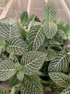 Feng Sway PRE-ORDER Silver Fittonia ~ Live Plant LIVE PLANTS