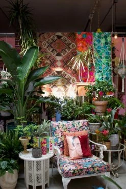 FENG SWAY LIVE PLANTS PRE-ORDER FOR PICK-UP Dracena 'Dragon' Tree ~ Live Plant