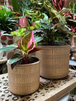 Feng Sway Exclusive Gold Detailed Stoneware Planter
