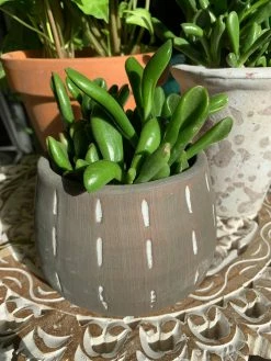 Feng Sway Minimalist Grey Pot W/ White Lines 4-5" POTS