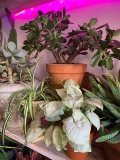 Feng Sway LIVE PLANTS PRE-ORDER Arrowhead ~ Live Plant