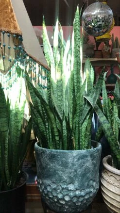 FENG SWAY LIVE PLANTS PRE-ORDER FOR PICK UP 10”-14” Snake ~ Live Plant