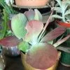 Feng Sway LIVE PLANTS Pancake Succulent ~ Live Plant 2 Feng Sway LIVE PLANTS Pancake Succulent ~ Live Plant