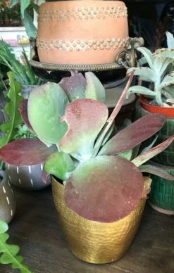 Feng Sway LIVE PLANTS Pancake Succulent ~ Live Plant