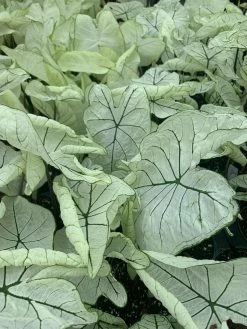 FENG SWAY LOCAL PICK UP ONLY Heart Of Jesus Caladium ~ Live Plant