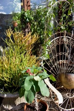 FENG SWAY Fire Sticks ~ Live Plant LIVE PLANTS