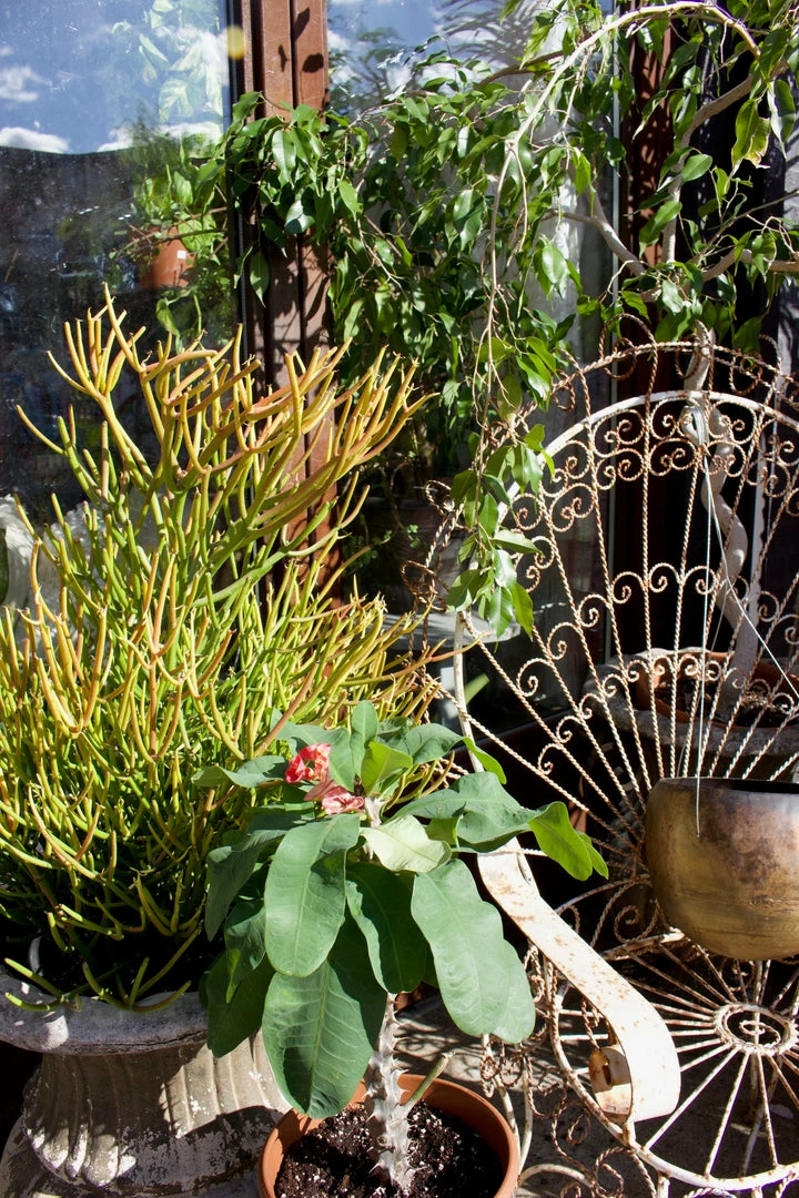 FENG SWAY Fire Sticks ~ Live Plant LIVE PLANTS 3 FENG SWAY Fire Sticks ~ Live Plant LIVE PLANTS