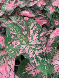 FENG SWAY LOCAL PICK UP ONLY Heart Of Jesus Caladium ~ Live Plant