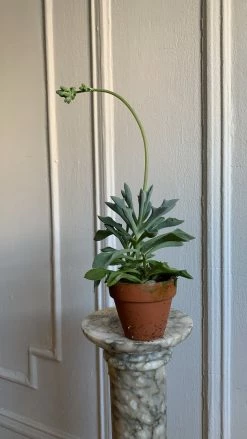 Feng Sway 3” Cacti + Succulent ~ Live Plants