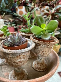 Feng Sway Exclusive Mini Distressed Iron Urn