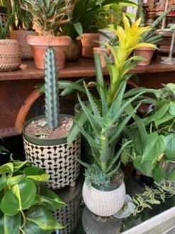 FENG SWAY LIVE PLANTS PRE-ORDER 4” Exotic Succulent And Cacti ~ Live Plant