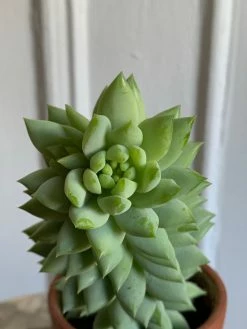 Feng Sway 3” Cacti + Succulent ~ Live Plants