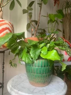 Feng Sway Calathea Network ~ RARE LIVE PLANT LIVE PLANTS