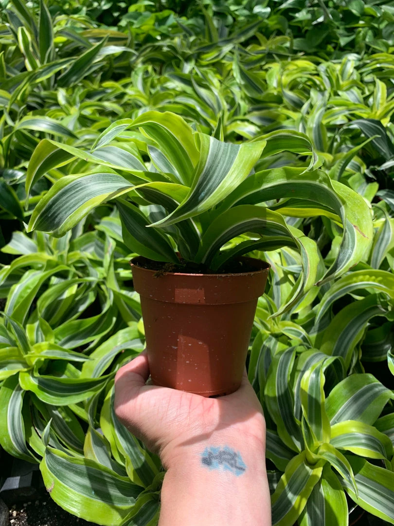 Feng Sway PRE-ORDER Lemon Lime Dracaena ~ Live Plant 5 Feng Sway PRE-ORDER Lemon Lime Dracaena ~ Live Plant