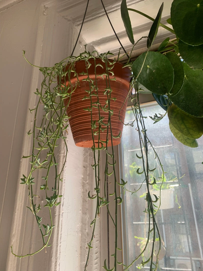 Feng Sway String Of Dolphins ~ Live Plant LIVE PLANTS 12 Feng Sway String Of Dolphins ~ Live Plant LIVE PLANTS