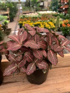 Feng Sway PRE-ORDER Red Fittonia ~ Live Plant LIVE PLANTS