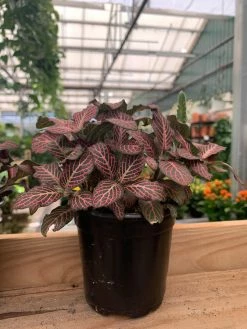 Feng Sway PRE-ORDER Red Fittonia ~ Live Plant LIVE PLANTS