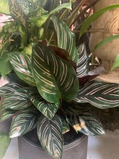 Feng Sway PRE-ORDER Pin Stripe Calathea ~ Live Plant LIVE PLANTS