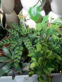 Feng Sway PRE-ORDER Rattlesnake Calathea ~ Live Plant LIVE PLANTS