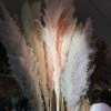 Feng Sway Tall Pampas Grass Bundles (3 Colors)