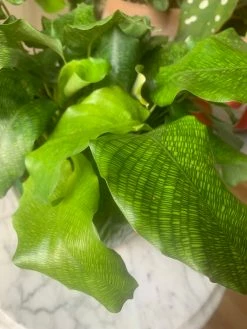 Feng Sway Calathea Network ~ RARE LIVE PLANT LIVE PLANTS
