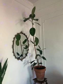 Feng Sway PRE-ORDER FOR PICK UP 10” Rubber Tree ~ Live Plant LIVE PLANTS