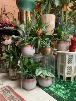 Feng Sway LIVE PLANTS Bromeliad ~ Live Plant