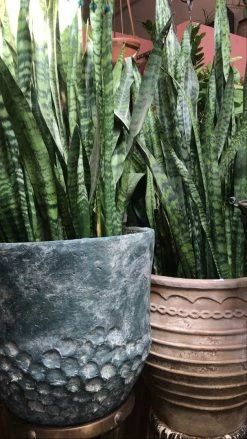 FENG SWAY LIVE PLANTS PRE-ORDER FOR PICK UP 10”-14” Snake ~ Live Plant