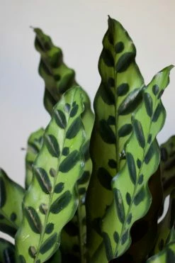 Feng Sway PRE-ORDER Rattlesnake Calathea ~ Live Plant LIVE PLANTS