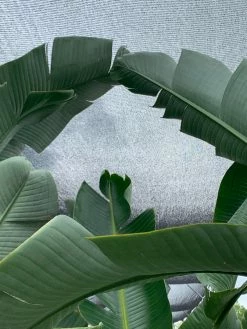 FENG SWAY PRE-ORDER FOR PICK UP 10”-14” Bird Of Paradise ~ Live Plant