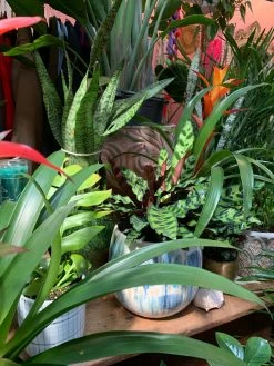 Feng Sway PRE-ORDER Rattlesnake Calathea ~ Live Plant LIVE PLANTS