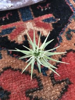 Feng Sway Air Plant FUN