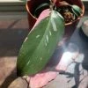 Feng Sway RARE Pink Princess Philodendron ~ Live Plant LIVE PLANTS