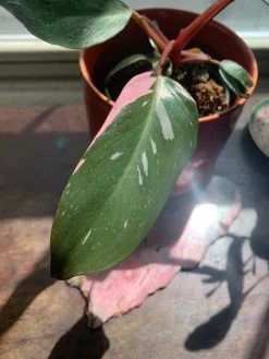 Feng Sway RARE Pink Princess Philodendron ~ Live Plant LIVE PLANTS