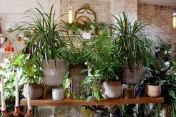 FENG SWAY LIVE PLANTS PRE-ORDER FOR PICK-UP Dracena 'Dragon' Tree ~ Live Plant