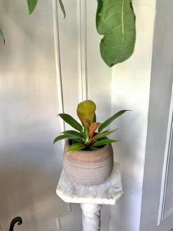 FENG SWAY PRE-ORDER Polynesian Sunset Philodendron ~ Live Plant LIVE PLANTS