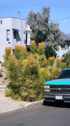 FENG SWAY Fire Sticks ~ Live Plant LIVE PLANTS