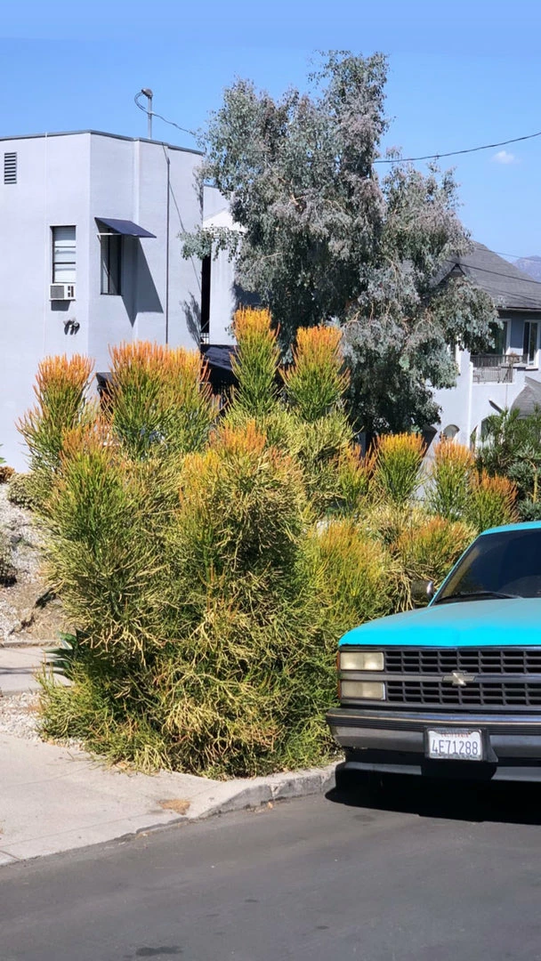 FENG SWAY Fire Sticks ~ Live Plant LIVE PLANTS 4 FENG SWAY Fire Sticks ~ Live Plant LIVE PLANTS