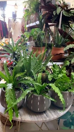 Feng Sway PRE-ORDER Bird's Nest Fern ~ Live Plant LIVE PLANTS