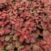 Feng Sway PRE-ORDER Red Fittonia ~ Live Plant LIVE PLANTS 2 Feng Sway PRE-ORDER Red Fittonia ~ Live Plant LIVE PLANTS