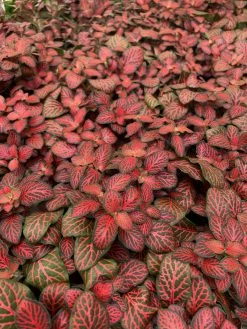 Feng Sway PRE-ORDER Red Fittonia ~ Live Plant LIVE PLANTS
