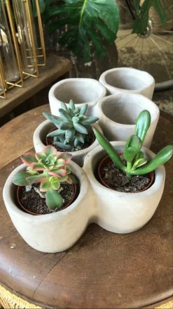 Feng Sway Exclusive ALL POTTERY Succulent Trio Cement Pot