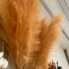 Feng Sway FAUX + PRESERVED Tangerine Faux Pampas Stems